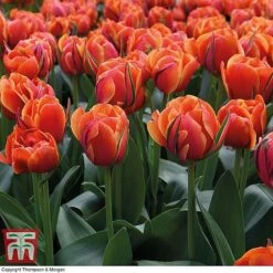 Tulip 'Queensday' And 'White Valley' Collection -Vedicayur Store TULI TKA7206 E