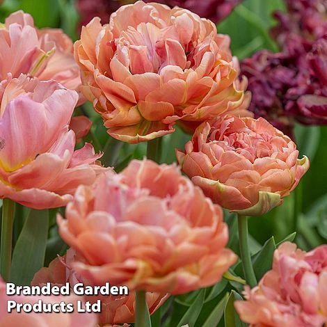 Tulip 'Royal Palace Doubles' Collection 4 Tulip 'Royal Palace Doubles' Collection - Image 4