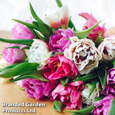 Spring Bulb Bumper Pack 4 Spring Bulb Bumper Pack - Image 4