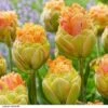Tulip 'Le Lavandou&reg'