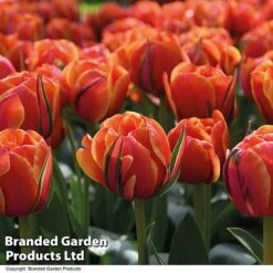 Tulip 'Royal Palace Doubles' Collection 13 Tulip 'Royal Palace Doubles' Collection -Vedicayur Store TULI QUEENSDAY T07512