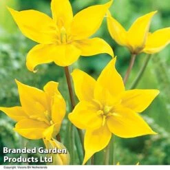 Spring Bulb Beach Collection -Vedicayur Store TULI SYLVESTRI H32488