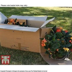 Sherbet Lemon -Vedicayur Store TUTT KB3436 DD2