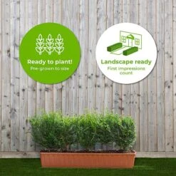 Vedicayur Store -Vedicayur Store Taxus20baccata2040cm201yr20tr20 202