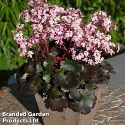 Saxifraga Dancing Pixies Duo -Vedicayur Store Tilly