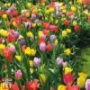 Tulip 'Full Border Mix'