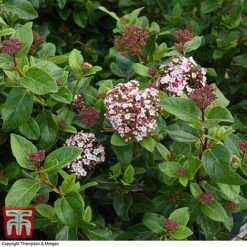 Viburnum Tinus 'Lisarose' -Vedicayur Store VIBU 6209 A4