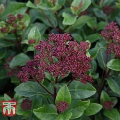 Viburnum Tinus 'Lisarose' -Vedicayur Store VIBU T62090 A