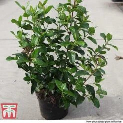 Viburnum Tinus 'Lisarose' -Vedicayur Store VIBU T62090 B1