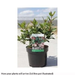 Viburnum Tinus 'Spirit' -Vedicayur Store VIBU T66516 B h