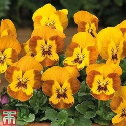 Winter Favourites Bedding Collection -Vedicayur Store WINT wkc2523 E