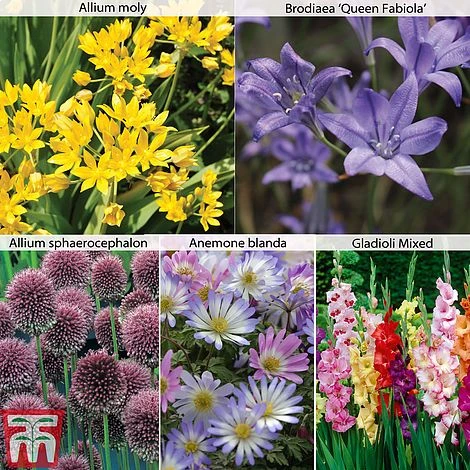 Summer Flowering Bulb Collection 1 Summer Flowering Bulb Collection