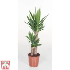 Yucca Elephantipes -Vedicayur Store YUCC TKA2956 B