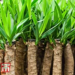 Yucca Elephantipes -Vedicayur Store YUCC TKA2956 D