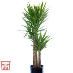 Yucca Elephantipes -Vedicayur Store YUCC TKA2956 E