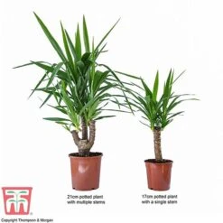Yucca Elephantipes -Vedicayur Store YUCC TKA2956 F1