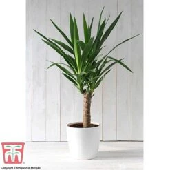 Yucca Elephantipes -Vedicayur Store YUCC TKA2956 F2