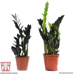 Zamioculcas Zamiifolia Raven -Vedicayur Store ZAM KB3238 B