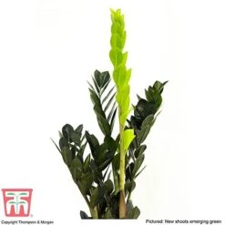 Zamioculcas Zamiifolia Raven -Vedicayur Store ZAMI KB3238 C