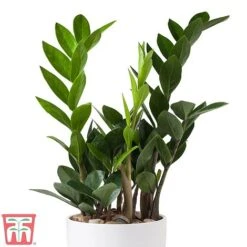 Zamioculcas Zamiifolia -Vedicayur Store ZAMI TKA2958 B