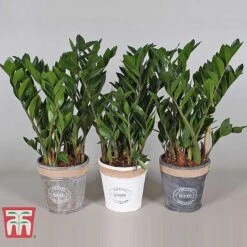 Zamioculcas Zamiifolia -Vedicayur Store ZAMI TKA2958 D