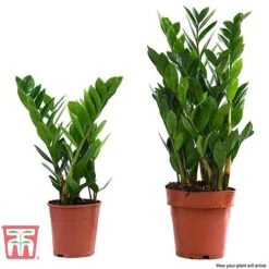 Zamioculcas Zamiifolia -Vedicayur Store ZAMI TKA2958 E
