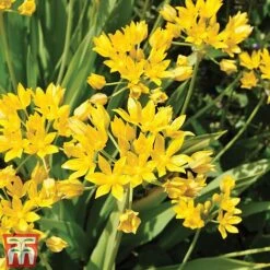 100 Days Of Colour Collection -Vedicayur Store alliTM1