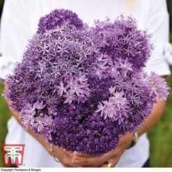 Allium Cut Flower Collection -Vedicayur Store allium coll 2