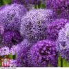 Allium Cut Flower Collection