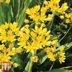 Spring Saver Collection -Vedicayur Store allium kb0700 moly26