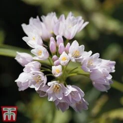 Allium Bumper Pack 13 Allium Bumper Pack -Vedicayur Store allium roseum