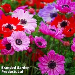 Bulb Bonanza Collection Mix -Vedicayur Store anemone51