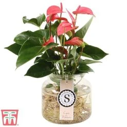 Anthurium Aqua Salmon In Sierglass -Vedicayur Store anth