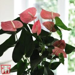 Anthurium Aqua Salmon In Sierglass -Vedicayur Store anth2