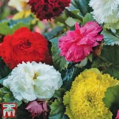 Begonia Bumper Pack -Vedicayur Store b41