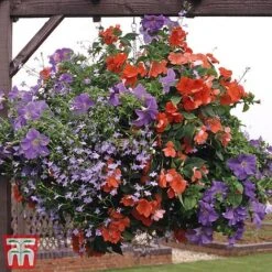Pre-Planted Hanging Basket Mix -Vedicayur Store basket31
