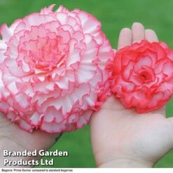 Begonia 'Prima Donna Bumper Pack' -Vedicayur Store begonia size compare