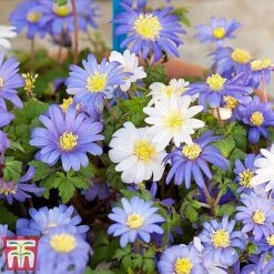 Summer Flowering Bulb Collection 9 Summer Flowering Bulb Collection -Vedicayur Store blanda5