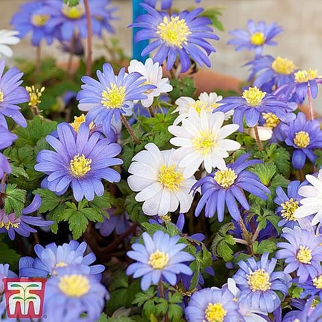 Summer Flowering Bulb Collection 3 Summer Flowering Bulb Collection - Image 3