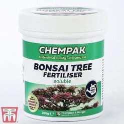 Bonsai Ligustrum -Vedicayur Store bonsai feed1