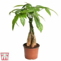 Pachira Aquatica Tree With Braided Stem 6 Pachira Aquatica Tree With Braided Stem -Vedicayur Store braid
