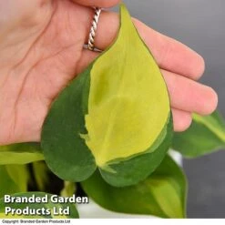 Philodendron Scandens Brasil -Vedicayur Store brasil