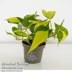 Philodendron Scandens Brasil -Vedicayur Store brasil2