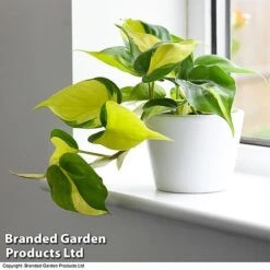 Philodendron Scandens Brasil