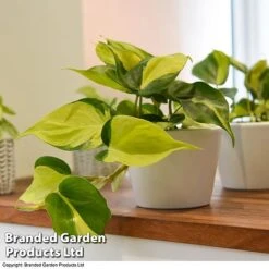 Philodendron Scandens Brasil -Vedicayur Store brasil4