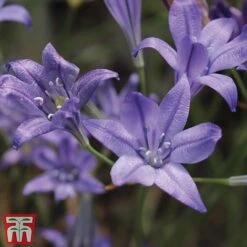 100 Days Of Colour Collection -Vedicayur Store brodTM1