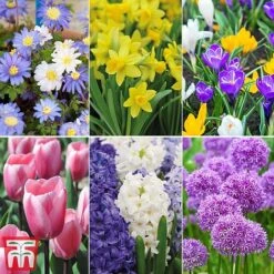 Bright Bulb Collection