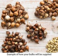 Summer Collection - Bulbs & Seeds 5 Summer Collection - Bulbs & Seeds -Vedicayur Store bulb eg1
