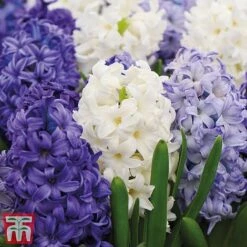 Bright Bulb Collection -Vedicayur Store bulb45