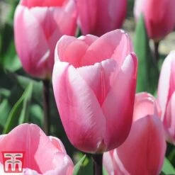 Bright Bulb Collection -Vedicayur Store bulb55